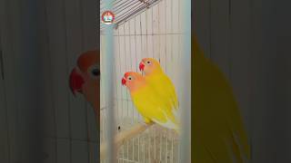 Lotino Personata lovebird parrot birds lotino personata youtube viral shorts [upl. by Marielle]