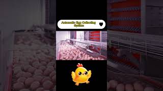 Chicken farm automatic egg collection equipment laying hen system RETECH Farming [upl. by Otsedom]