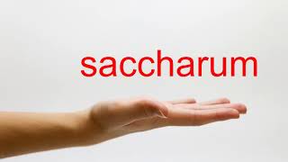 How to Pronounce saccharum  American English [upl. by Lerat]