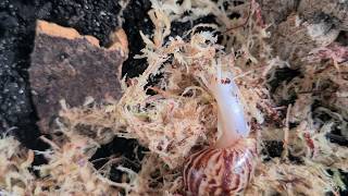 Lissachatina Reticulata Albino  Land snail [upl. by Corley437]