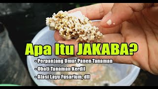 Mengenal JAKABA Jamur Keberuntungan Petani Cara Mendapatkan Jakaba [upl. by Uriiah]