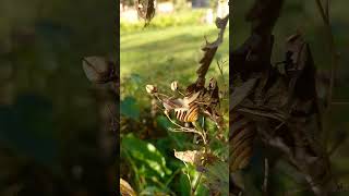 Helicidae snail on a plant [upl. by Ynomrah721]