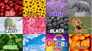 Colors Song  We Love all the ColorsNursery Rhymes amp Kids Songs ColorsLearning Video for Children [upl. by Largent]