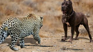 90 Craziest Animal Fights of All Time 2023 [upl. by Anahpets]