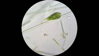 Euglena viridis under a microscope Demonstrates amazing flexibility [upl. by Yknip]