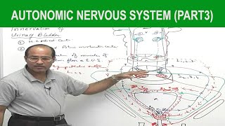 Diencephalon  Neuroanatomy  Part 22 [upl. by Itsim]