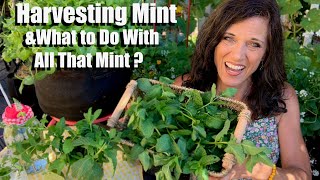 How to HarvestPrune Mint amp What to Do With All That Mint🌱 [upl. by Elaval]