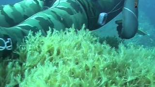 Documentario tecniche di Pesca Sub  Nei primi Quindici Metri sardegna 2011 [upl. by Einnalem]