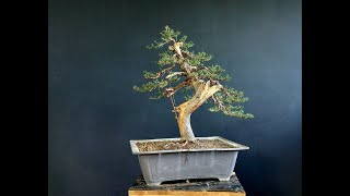 Bonsai Cupressus 6 Stage1 How to Make Bonsai [upl. by Karas840]