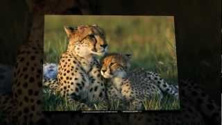 Wild Animals Wallpapers  wwwwikiwallpaperscom [upl. by Chesney]