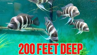 EXOTIC AFRICAN CICHLID  CYPHOTILAPIA FRONTOSA BLUE ZAIRE MOBA BREEDING AND CARE GUIDE [upl. by Launamme]