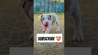 Eyes chack karo💝shorts shortvideo trending pitbull bullybully extremebully doberman american [upl. by Budding432]