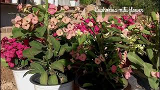 Euphorbia milii plants [upl. by Denney]