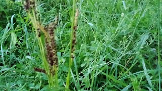 Echinochloa Grass [upl. by Mable]