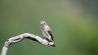 Benekli sinekkapan » Spotted Flycatcher » Muscicapa striata [upl. by Nigrom287]