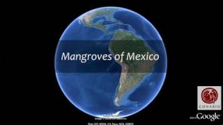 Mangroves of Mexico by CONABIO [upl. by Jacey]