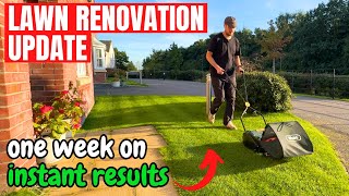 Lawn Renovation Update  What to expect after 1 week [upl. by Nyleimaj]