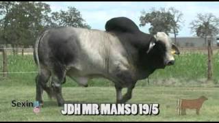 JDH Mr Manso 195 [upl. by Selene]