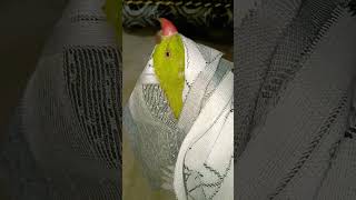 Talking parrot 🦜🦜 talkingparot petbird parrottalking [upl. by Arded]