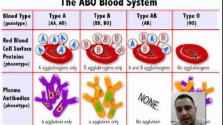 Blood Type Explanation [upl. by Ojimmas]