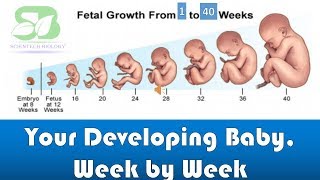 pregnancy week by week I foetus development I Week by week pregnancy I foetus development in womb I [upl. by Ojadnama239]