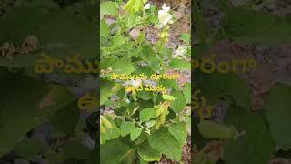 Crotalariaverrucosa గిరిగిచ్చ తెల్లీశ్వరి snakerepellentplant DrMurthyPlantWorld telugu [upl. by Elorak241]