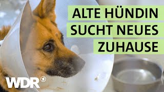 Alte Schäferhündin trauert Eine TVSendung soll aushelfen  S02E05  Hallo Tierheim  WDR [upl. by Esiole]