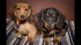 Romanee amp Conti  Miniature Dachshund Puppies  4 Weeks Residential Dog Training [upl. by Remliw]