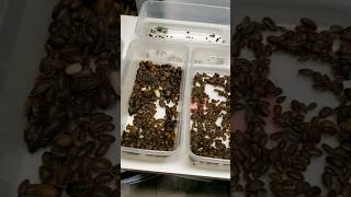 What To Expect When Breeding Dubia Roaches When To Start Feeding From Your ColonyBreeder Tips [upl. by Yelnek]