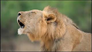 Two Lion Prides  Who Will Come out on Top  National Geograhpic Documentary HD [upl. by Leventhal]