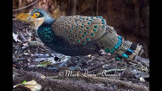 Bornean Peacock Pheasant Polyplectron schleiermacheri  RARE FOOTAGE from the Rainforest of Sabah [upl. by Airad333]