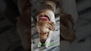 Sb gussa krte hai leo ghr se jaa rha h bahar leomaster leo viralvideo shorts doglover [upl. by Liddie]