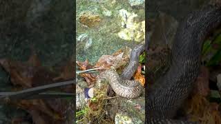 മഴയത്ത് വലയിൽ കുരുങ്ങിയ മൂർഖൻ പാമ്പ് vavasuresh snakemaster [upl. by Gemma]