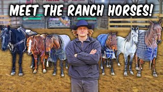 Showing EVERY Ranch Horse amp How Our Ranch Started [upl. by Hnaht]