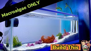 Building Macroalgae ONLY Aquarium  Start to finish 4K [upl. by Acina]