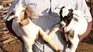 How to spray goats the right way and ensure your goats are healthy and prevent recurrent pests 2023 [upl. by Market282]