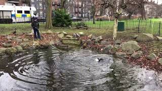 Police Diver searches for evidence in Clissold Park Stoke Newington London [upl. by Olympe]