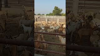 Hyderabadi tapri goats goats goatfarming goatmandi [upl. by Edora]