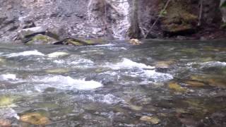 Northeast Washington state gold bearing creek pt 2 [upl. by Shermie700]