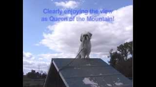 Lhasa Apso Small Dogs Try Agility Ramp At Dog Park [upl. by Jehovah]