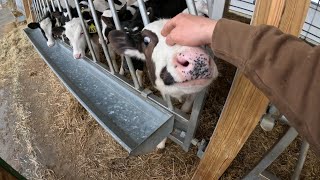 Calf Feeding on a Family Dairy Farm [upl. by Desi86]