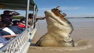 Top 5 Worlds Biggest Crocodiles in the World [upl. by Enneirdna]