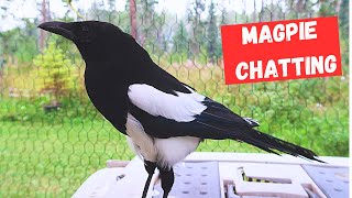 Magpie is chatty today [upl. by Ylliw562]