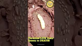 Are These Termites Performing a Ritual Shorts [upl. by Aissila]