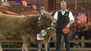 Le concours de la race Aubrac au Salon de lagriculture [upl. by Didi]