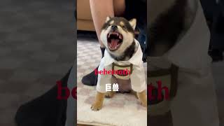 小狗嗓子里有异物怎么办？柴犬 多巴胺 豆柴 抖音 柴犬可愛い [upl. by Dric]