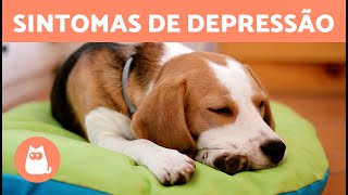 7 SINAIS de que um CÃO está TRISTE 🐶😔 Linguagem Corporal de um Cachorro Deprimido [upl. by Vas]