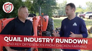 Quail Industry Rundown and Key Differences from Chicken Farming [upl. by Miuqaoj]