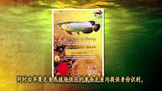 Wah Seah Arowana Breeding Farm 华厦龙鱼繁殖场 [upl. by Kori]