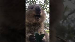 Quokka making cute noises 🥺 [upl. by Sobel]